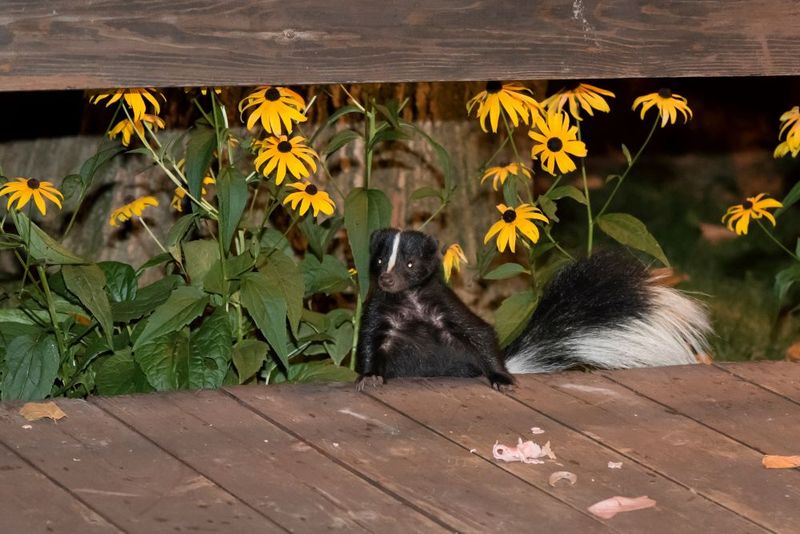 Skunks