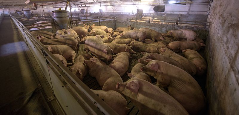 Slaughter Methods