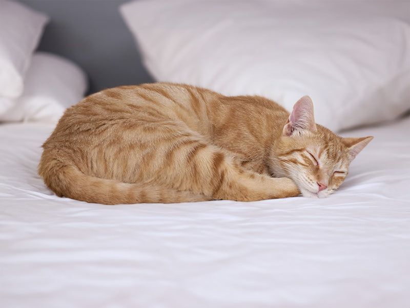 Sleep Position Variety