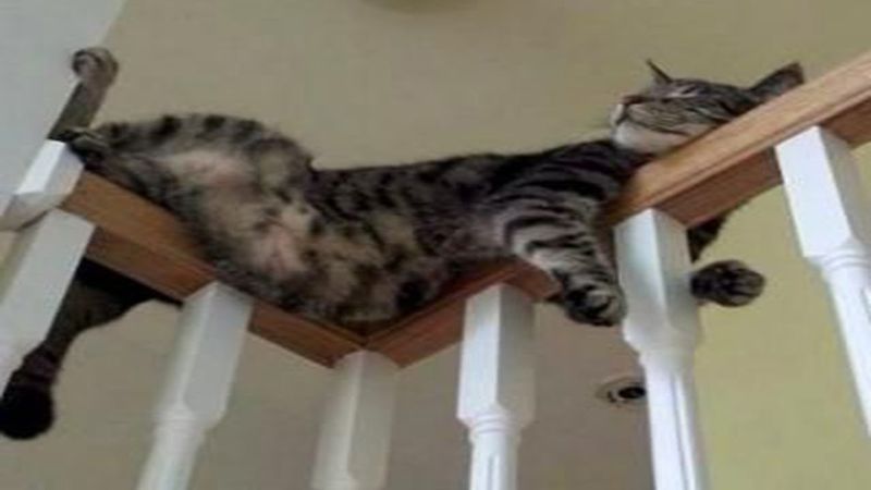 Sleeping in Odd Places