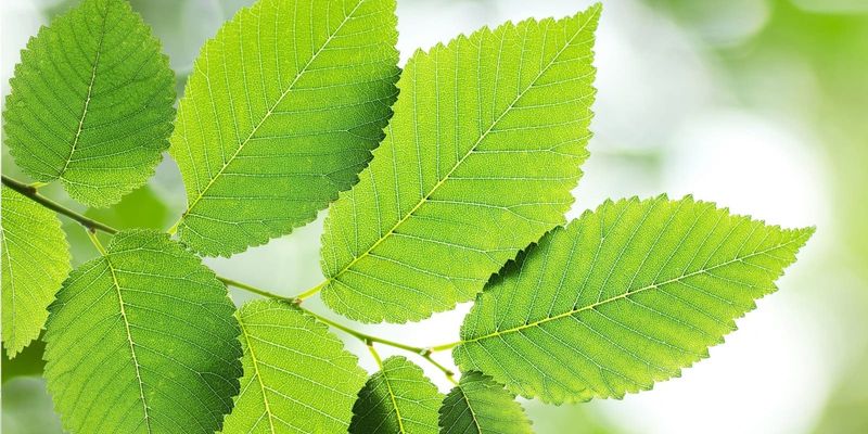 Slippery Elm