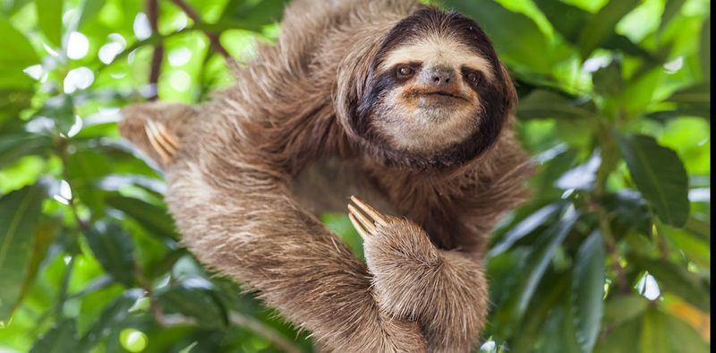 Sloth