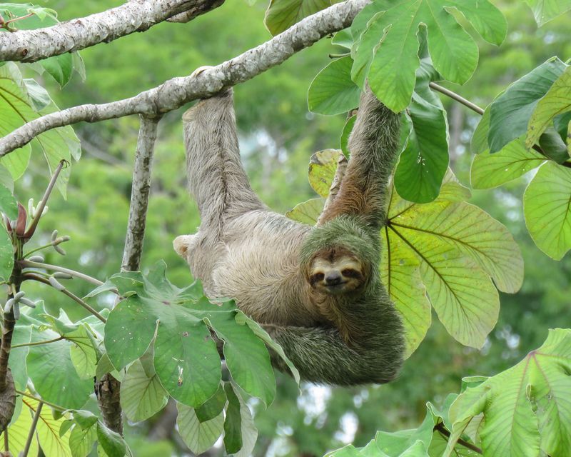 Sloth