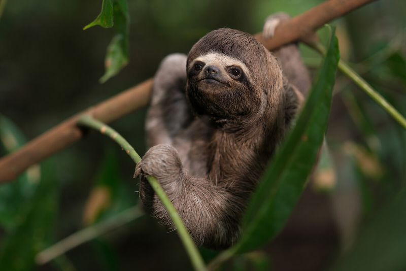 Sloth