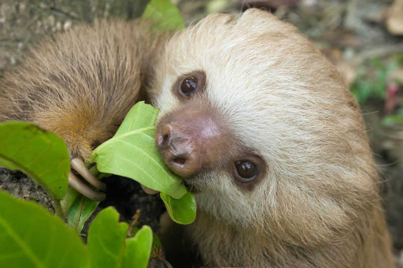 Sloth