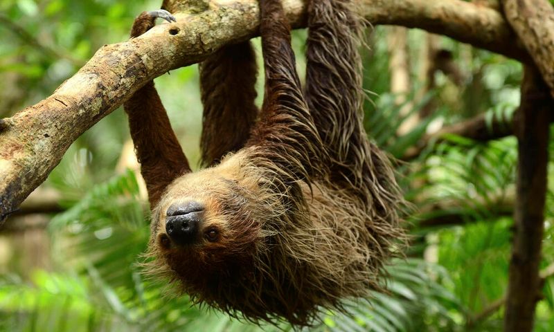 Sloth