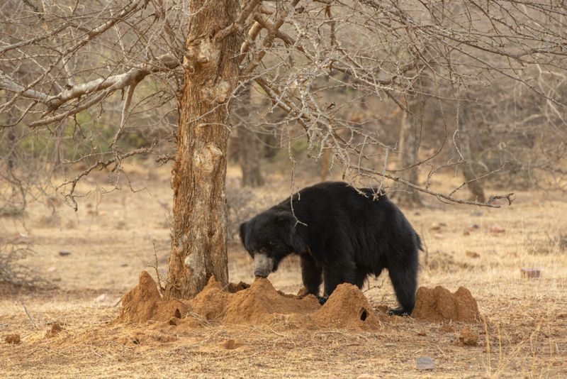 Sloth Bear Termite Hunt