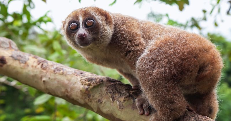 Slow Loris