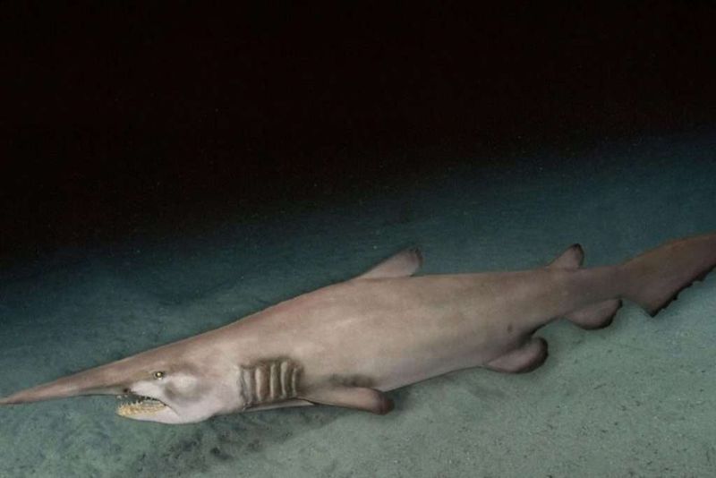 Slow Swimmer