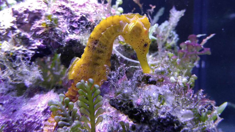Sluggish Seahorse