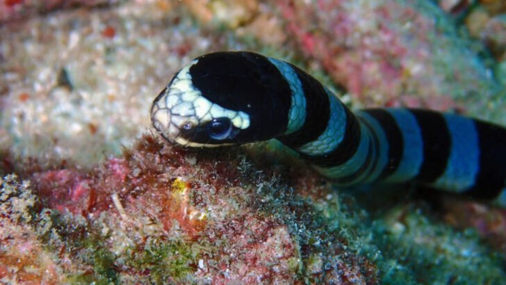 Small But Savage — 15 Tiny Marine Creatures More Dangerous Than Sharks