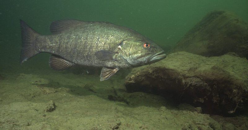Smallmouth Bass