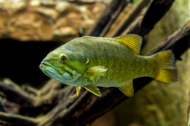 Smallmouth Bass
