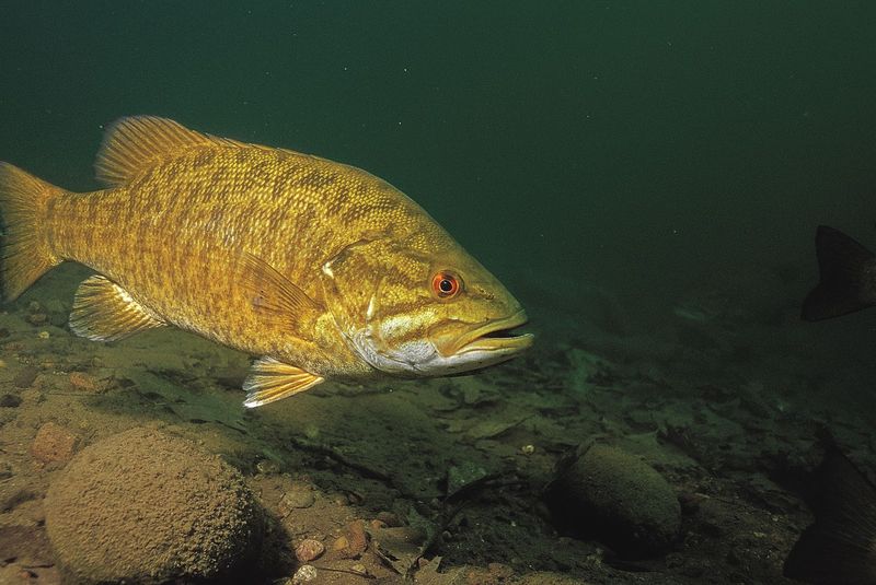 Smallmouth Bass