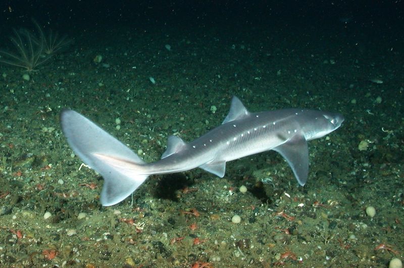 Smooth Dogfish