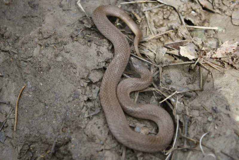 Smooth Earth Snake