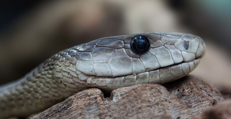 Snake