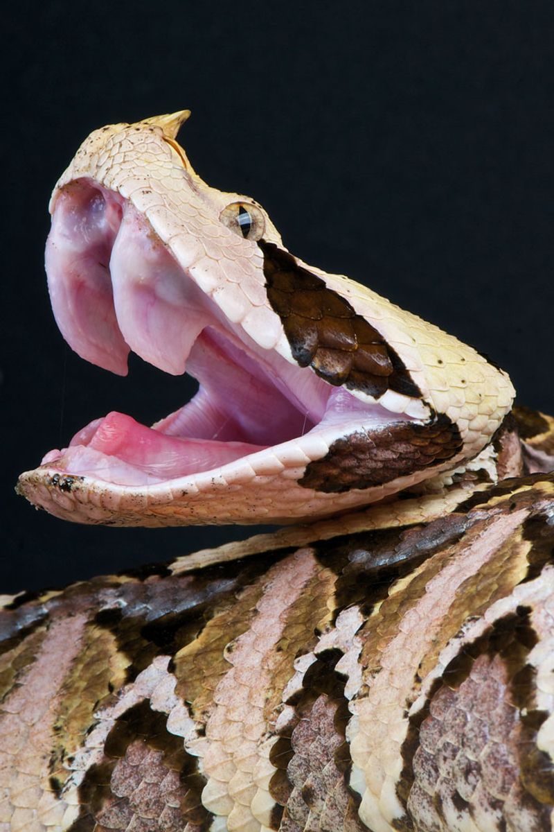 Snakebite Symptoms