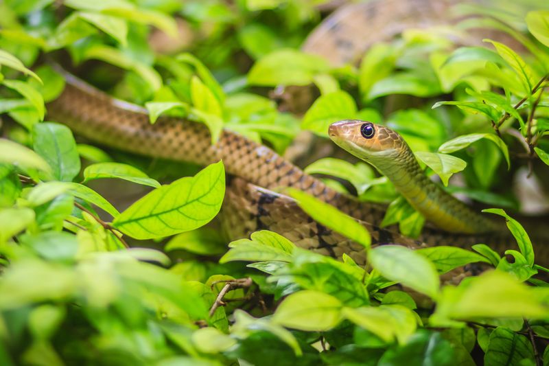 Snakes and Transformation