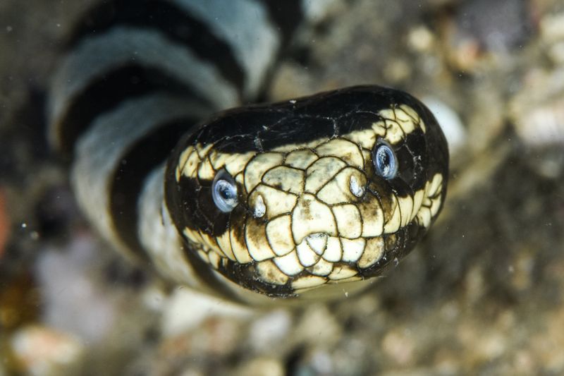 Snakes