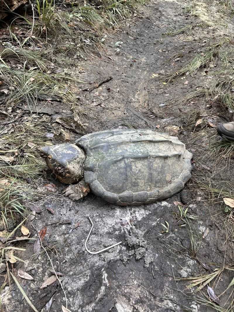 Snapping Turtle