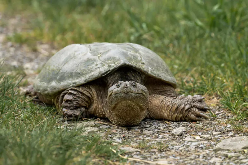 Snapping Turtles