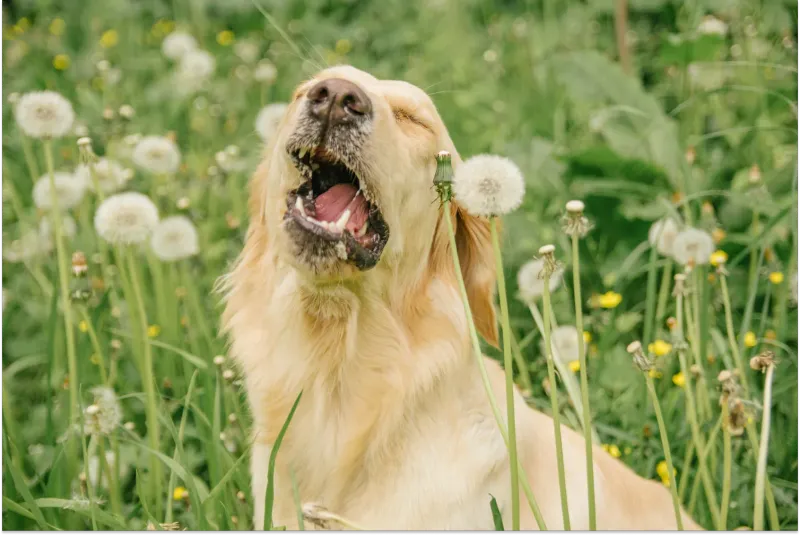 Sneezing When Happy