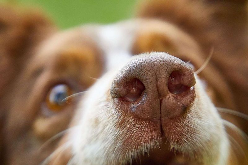 Sniffing Intensely