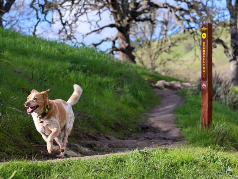 Sniffing the Wind