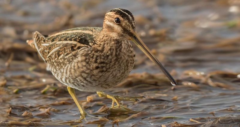 Snipe