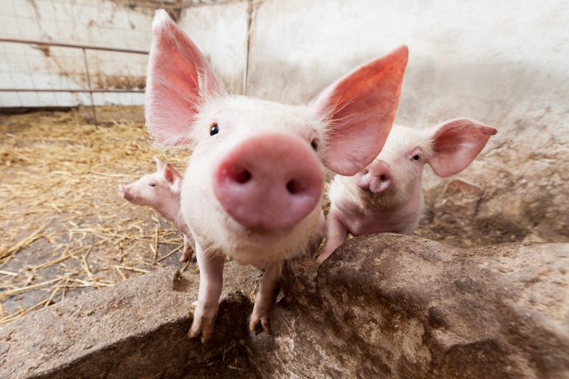 Snout Nuzzling in Pigs