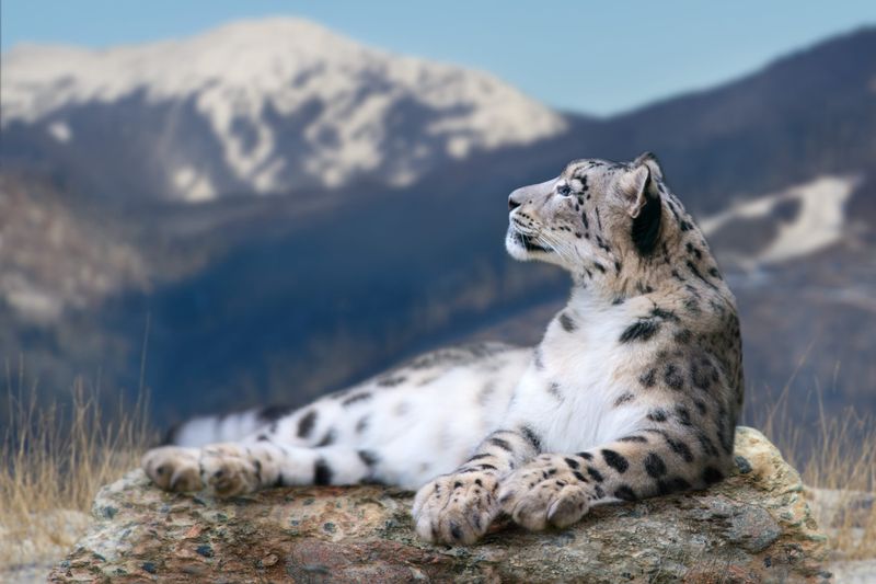Snow Leopard
