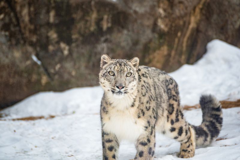 Snow Leopard