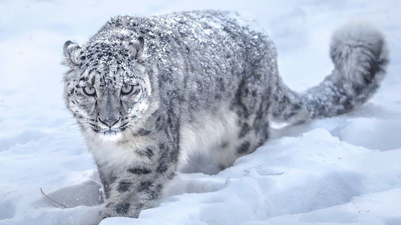 Snow Leopard