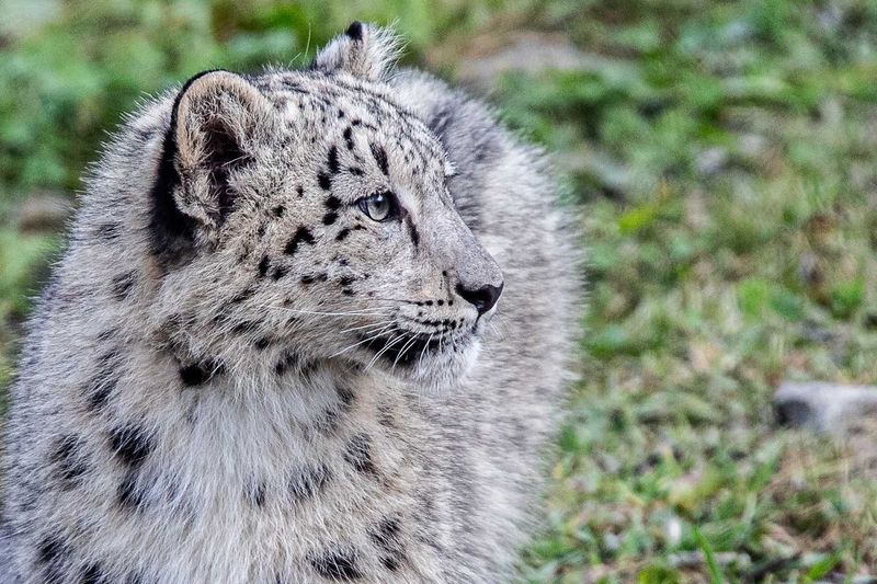 Snow Leopard