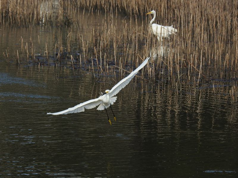 Snowy Egret