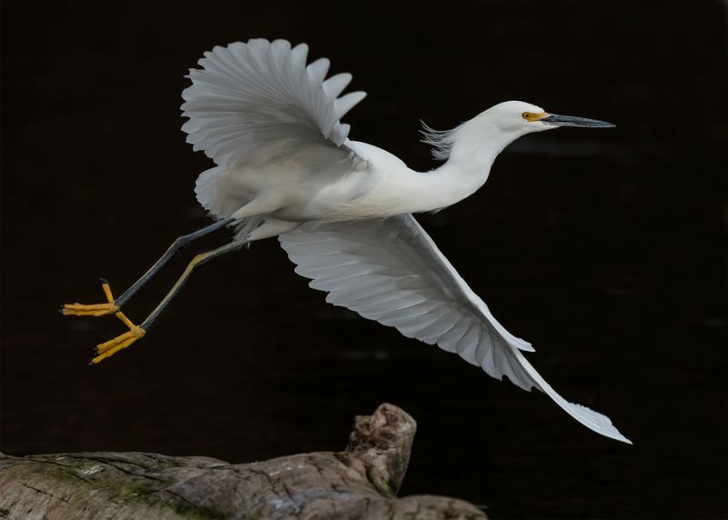 Snowy Egret