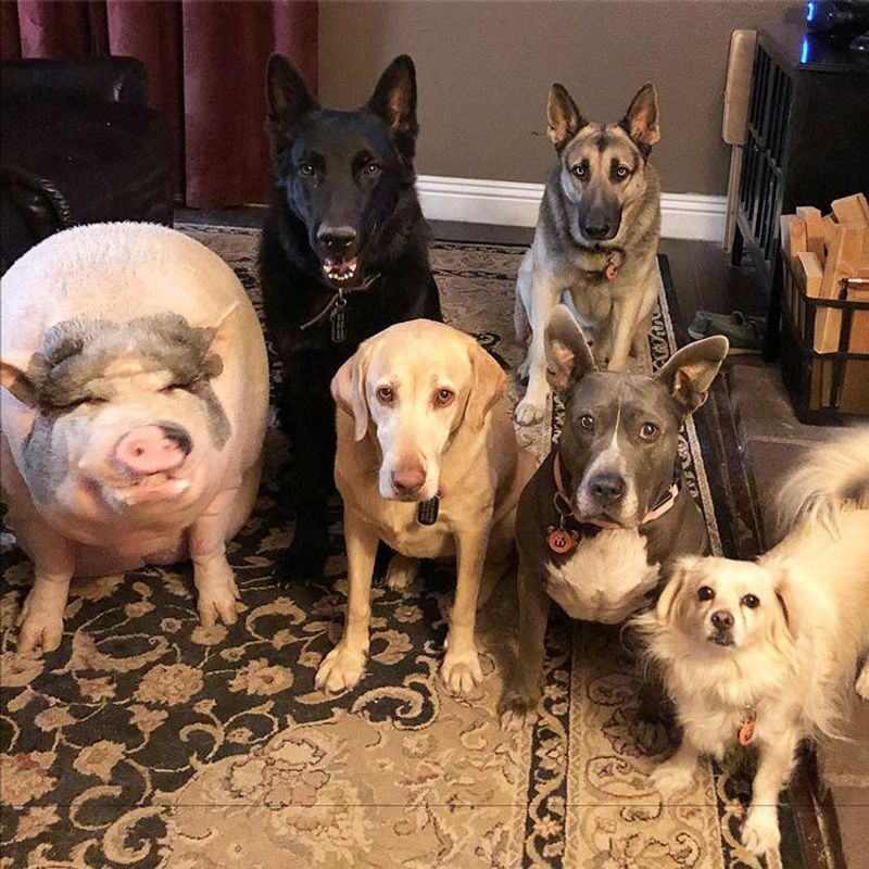 Social Animals