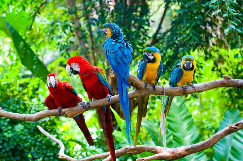 Social Behavior