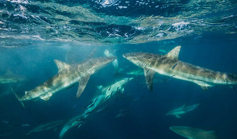 Social Creatures of the Sea