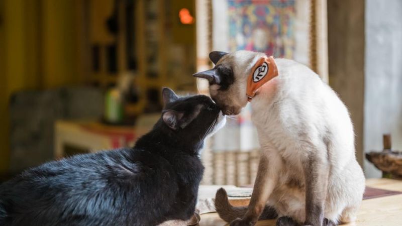 Social Interaction with Other Cats