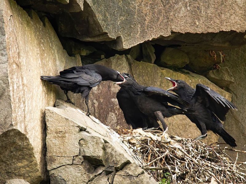 Social Roosting of Ravens