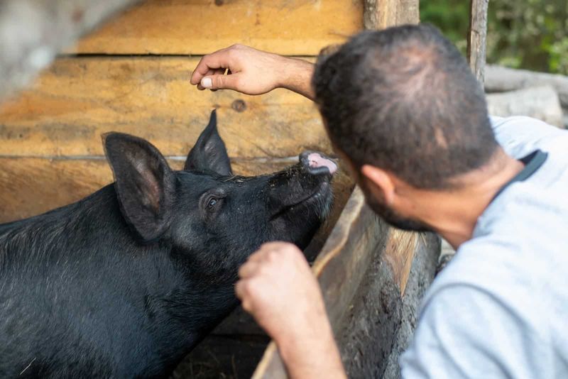 Social Savvy of Pigs