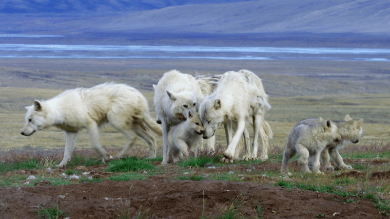 Social Structure of Arctic Wolves