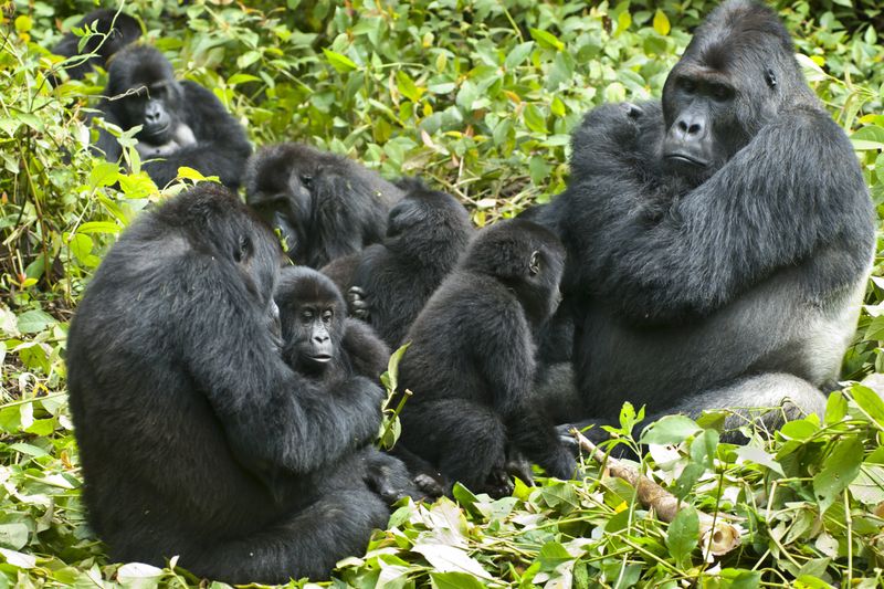 Social Structure