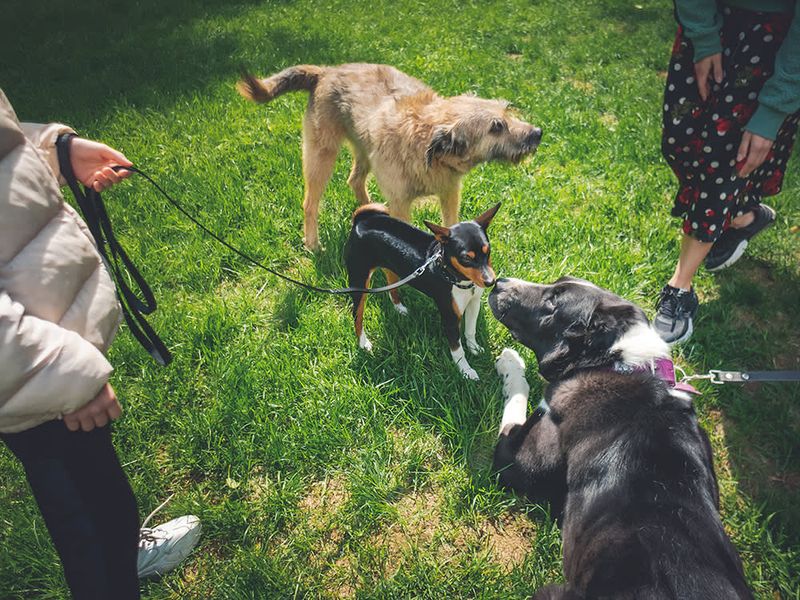 Socialization Opportunities