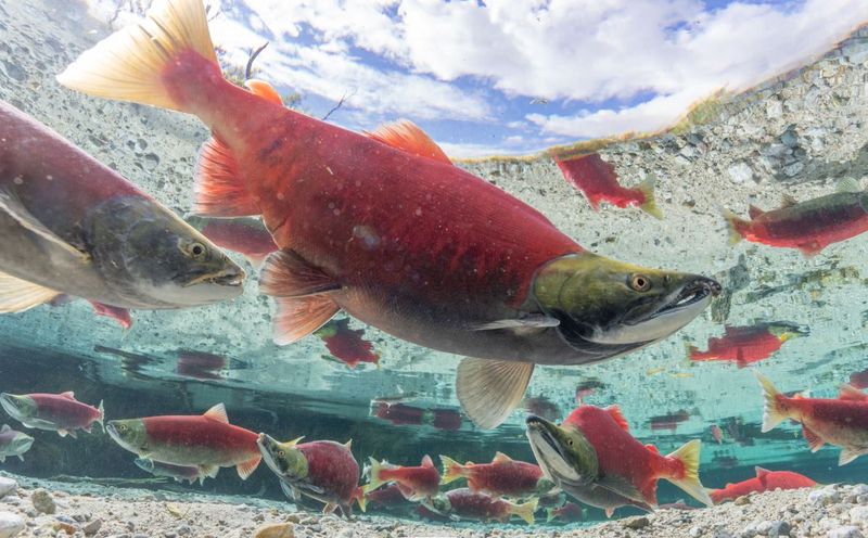 Sockeye Salmon