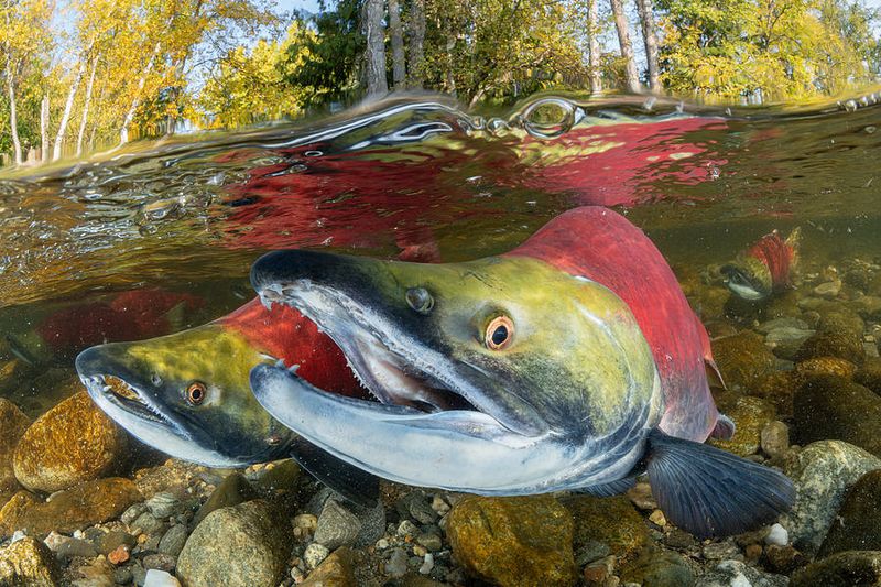 Sockeye Salmon