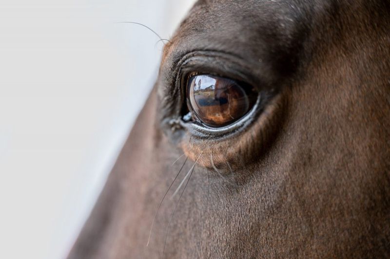 Soft Eyes