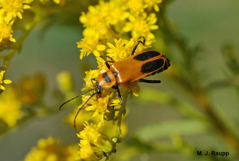 Soldier Beetles